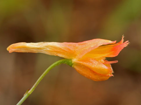 Image of red larkspur