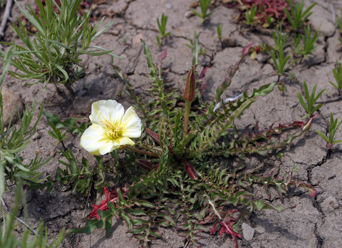 Plancia ëd Oenothera flava (A. Nels.) Garrett