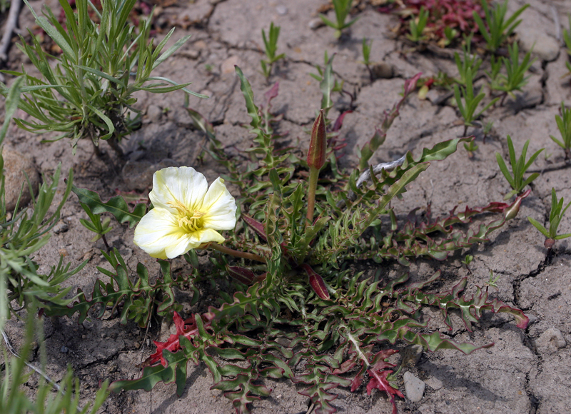 Imagem de Oenothera flava (A. Nels.) Garrett