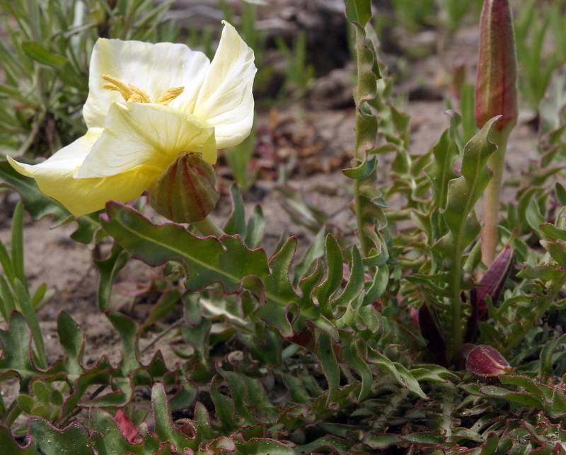 Plancia ëd Oenothera flava (A. Nels.) Garrett