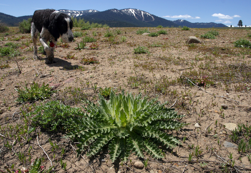 Image of meadow thistle