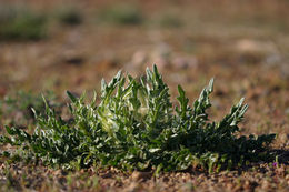 Cirsium scariosum Nutt.的圖片