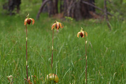 Image of California pitcherplant