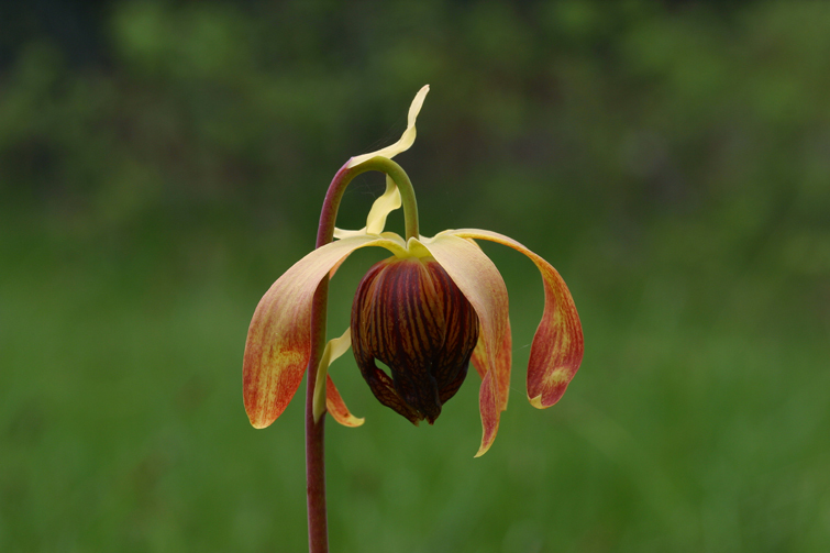 Image of California pitcherplant