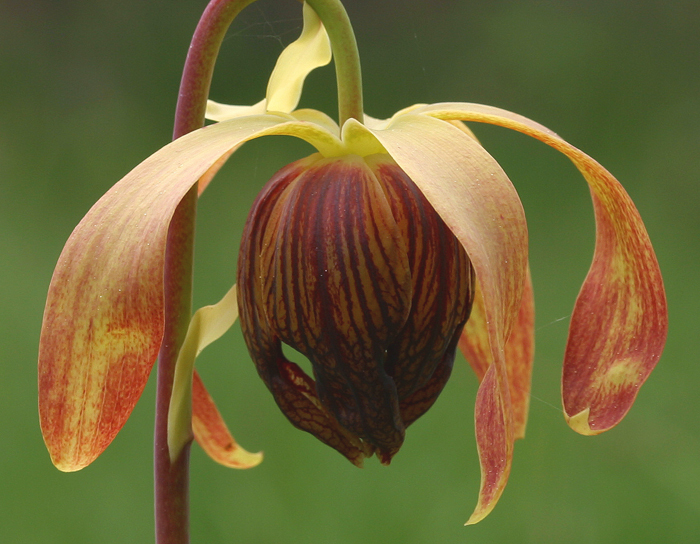 Image of California pitcherplant