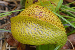 Image of California pitcherplant