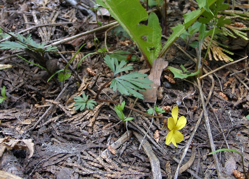 Image de Viola sheltonii Torr.