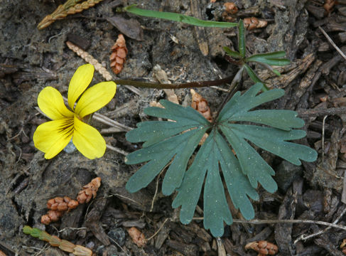 Image of Viola sheltonii Torr.