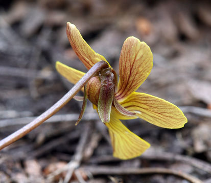 Viola sheltonii Torr.的圖片