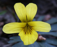 Viola sheltonii Torr.的圖片