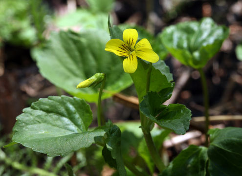 Image of Pioneer Violet