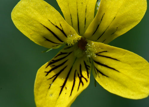 Image of Pioneer Violet