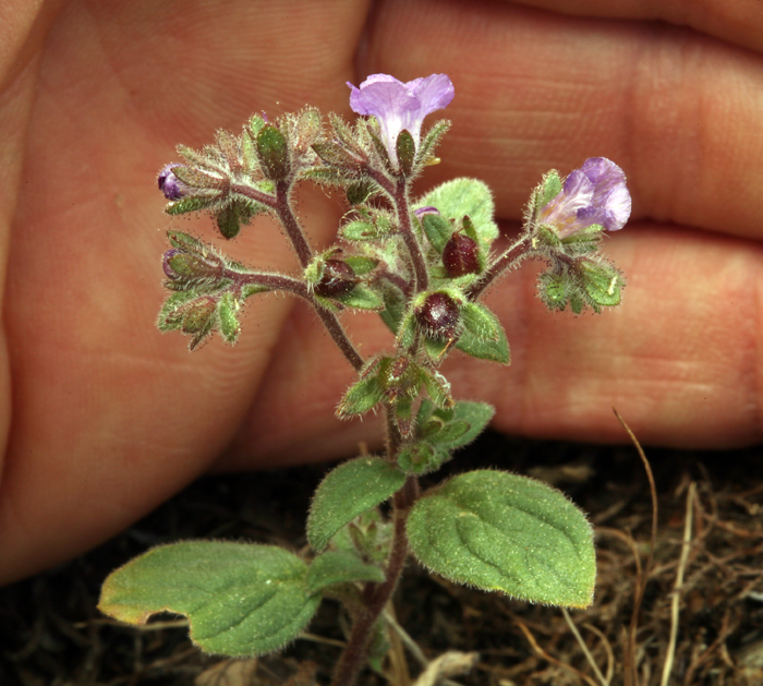 Image of Mariposa phacelia