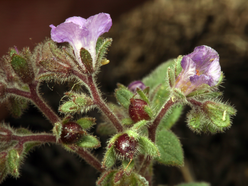 Image of Mariposa phacelia