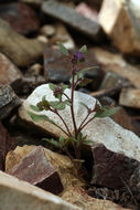 Image of persistentflower phacelia