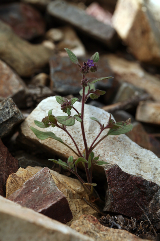 Image of persistentflower phacelia