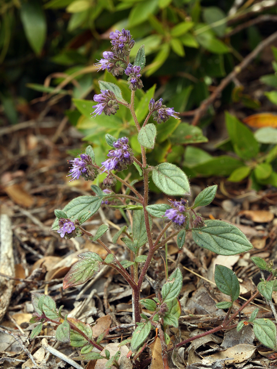 Image of persistentflower phacelia