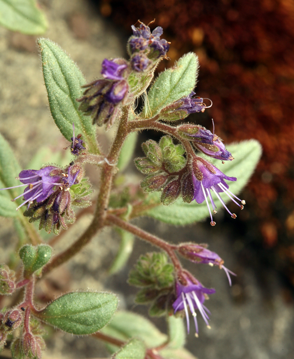 Image of persistentflower phacelia