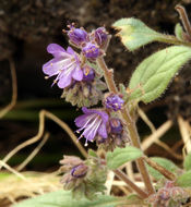 Image of persistentflower phacelia