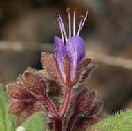 Image of persistentflower phacelia