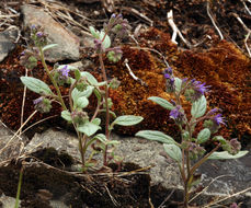 Image of persistentflower phacelia