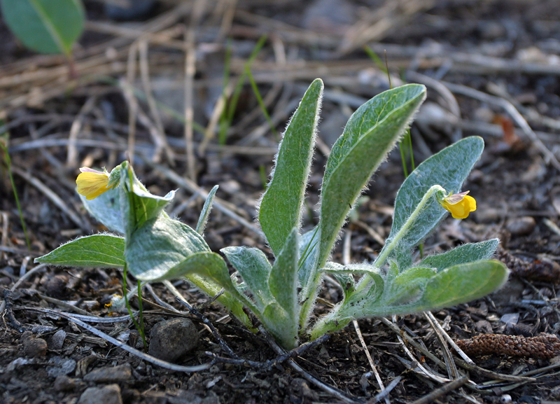 Image of feltleaf violet