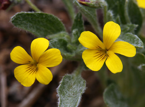 Sivun Viola tomentosa M. S. Baker & J. Clausen kuva