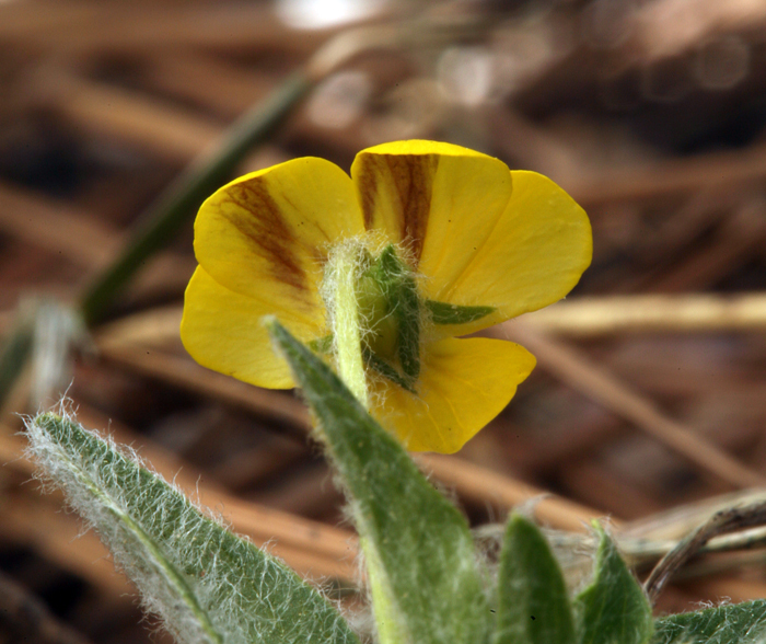 Sivun Viola tomentosa M. S. Baker & J. Clausen kuva