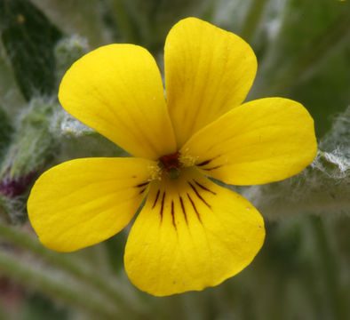 Image of feltleaf violet