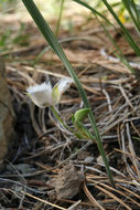 Imagem de Calochortus coeruleus (Kellogg) S. Watson