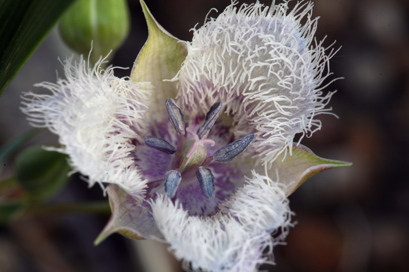 Imagem de Calochortus coeruleus (Kellogg) S. Watson