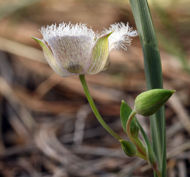 Image of beavertail grass