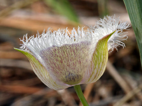 Imagem de Calochortus coeruleus (Kellogg) S. Watson