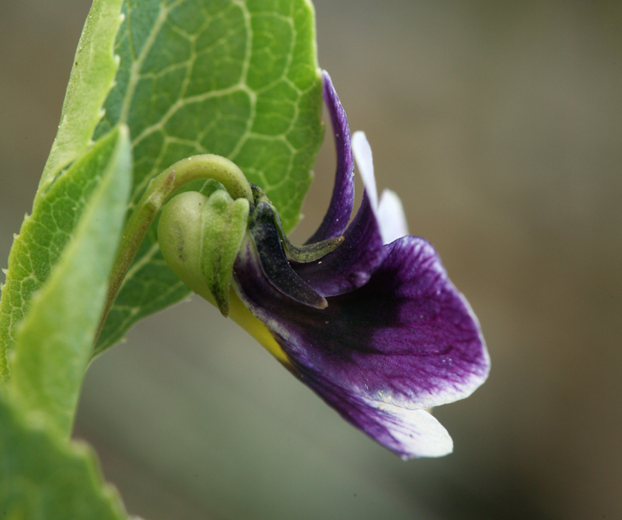 صورة Viola cuneata S. Wats.