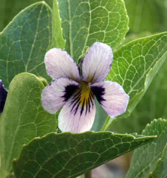 Image of wedgeleaf violet