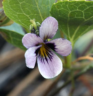 Image of wedgeleaf violet