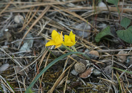 Calochortus monophyllus (Lindl.) Lem. resmi