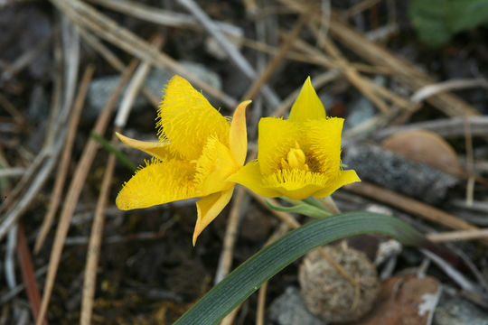 Calochortus monophyllus (Lindl.) Lem. resmi