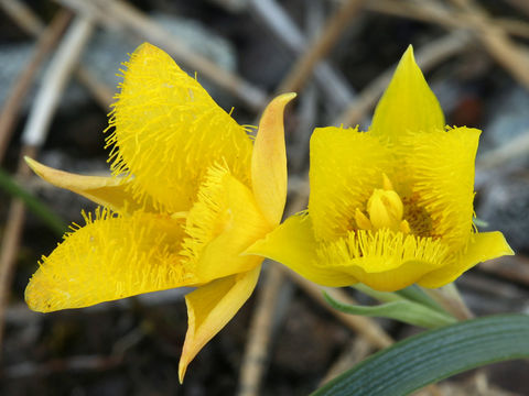 Calochortus monophyllus (Lindl.) Lem. resmi