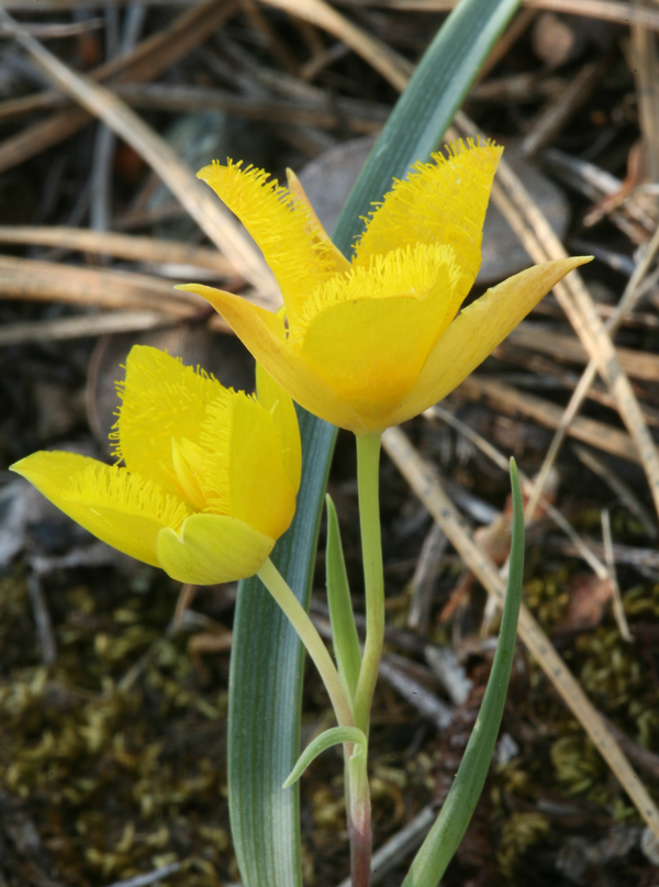 Calochortus monophyllus (Lindl.) Lem. resmi