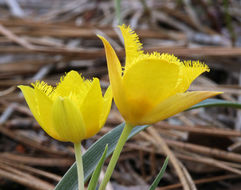 Calochortus monophyllus (Lindl.) Lem. resmi