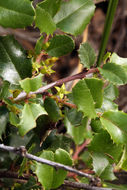 Image of <i>Rhamnus ilicifolia</i>