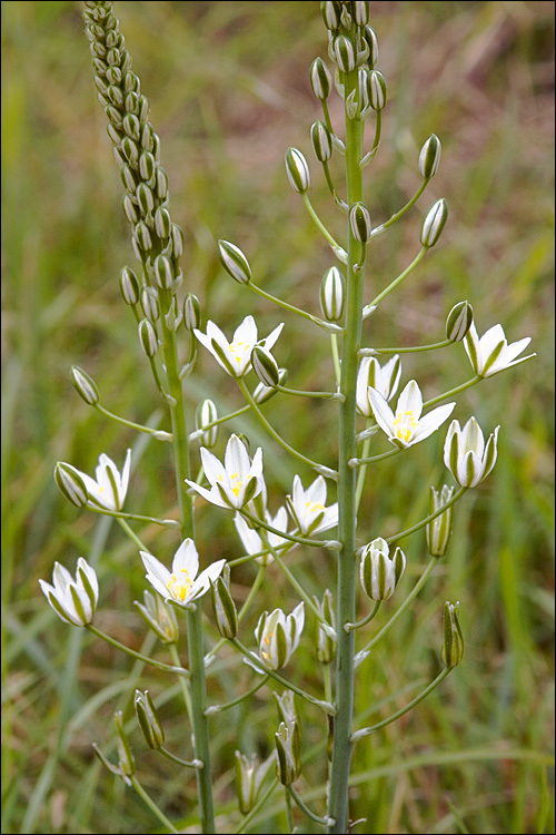 Image of Ornithogalum pyramidale L.