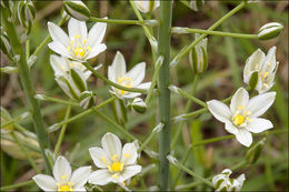 Image of Ornithogalum pyramidale L.