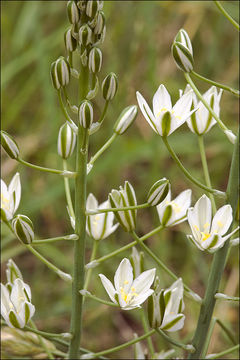 Imagem de Ornithogalum pyramidale L.