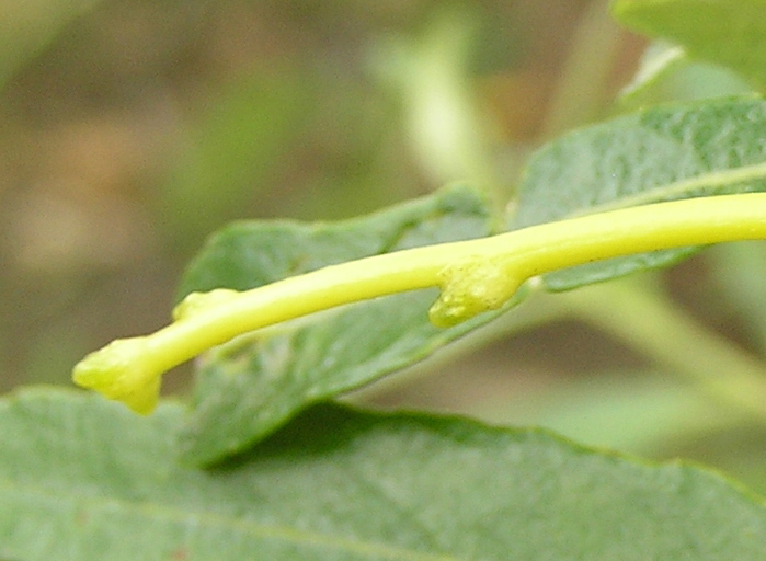 Image of Japanese dodder