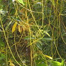 Image de Cuscuta japonica Choisy