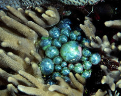 Image of Bubble algae