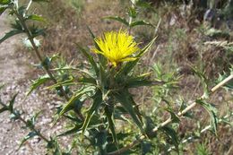 Carthamus lanatus L. resmi