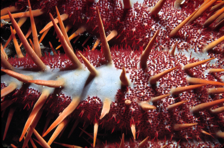 Image of Crown of thorns starfish